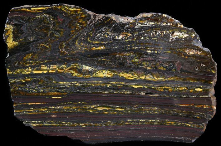 Polished Tiger Iron Stromatolite - ( Billion Years) #42576